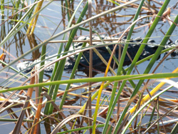 20090101-IMG_3172.CR2