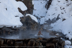 Jigokudani Monkey Park