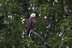 20080826-IMG_6223.CR2