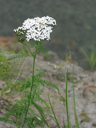 20080826-IMG_0319.JPG