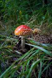 20080903-IMG_8642.CR2