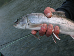 Kenai - Fishing