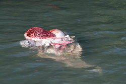 20080831-IMG_7843.CR2