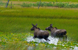 20080829-IMG_6930.CR2