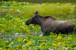 20080829-IMG_6931.CR2