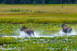 20080829-IMG_6942.CR2