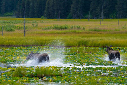 20080829-IMG_6947.CR2