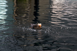 20080829-IMG_7092.CR2