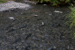 20080906-IMG_9960.CR2