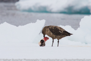 Antarctica 2010