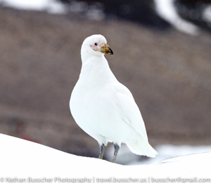 Antarctica 2010