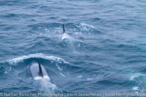 Antarctica 2010
