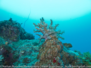 Great Barrier Reef