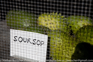 Out and About - Port Douglas