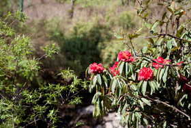 20090503-IMG_3913.CR2