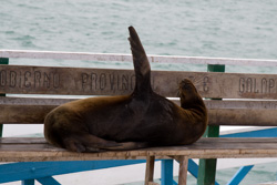 Galapagos