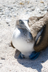 Galapagos