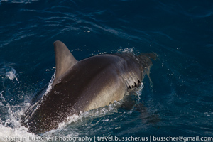 Great White Shark Expedition