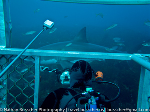 Great White Shark Expedition