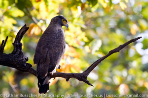 serpent eagle