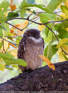 Brown Faced Owl