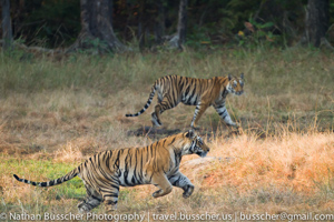 Tigers of India