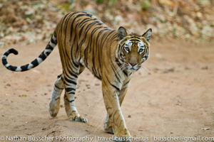 Tigers of India