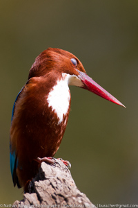 white breasted kingfisher