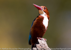 white breasted kingfisher