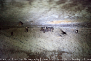 bats