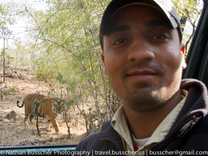 2011 India Tiger Safari