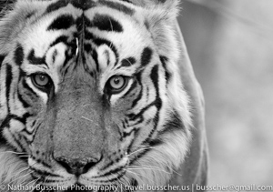 Tigers of India