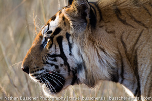Tigers of India