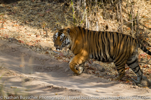 Tigers of India