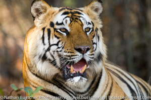 Tigers of India