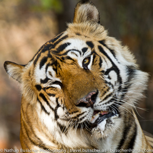 Tigers of India