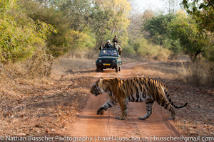 Tigers of India