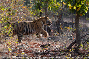 Tigers of India