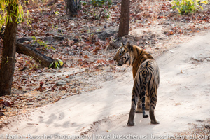 Tigers of India