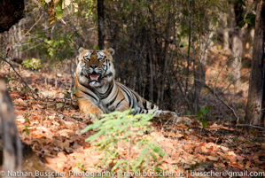 Tigers of India