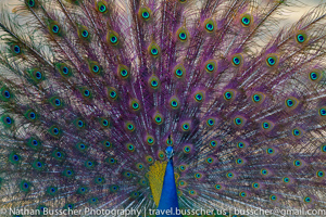 peacock