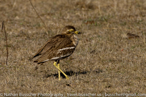 stone curlew