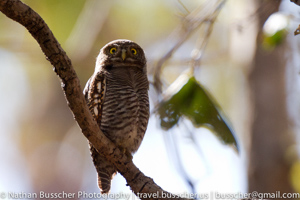 Jungle Owlet