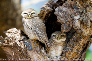spotted owlet