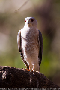 black shoulder kite