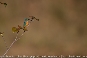 Common Kingfisher