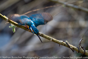 Common Kingfisher