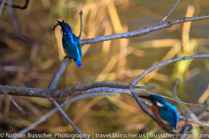Common Kingfisher