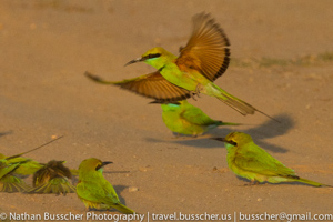 sand bathing green bee eater