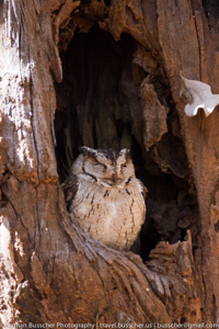 Collared Scops Owl